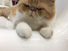 -糯米喵星人·撸猫猫舍咖啡馆(西市场嘉华店)