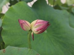 -池杉湖湿地公园