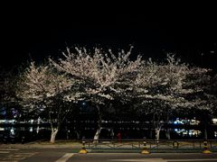 -西北湖绿化广场