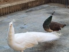 -栾川竹海野生动物园