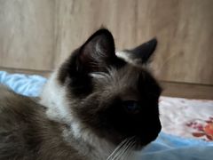 -来噻布布 Lets BUBU