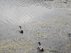 -金银湖国家城市湿地公园