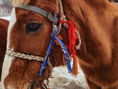 -沈阳奥体冰雪嘉年华