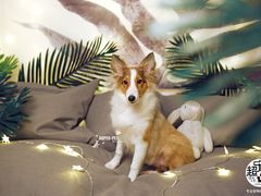 -超宠爱宠物摄影-Super pet