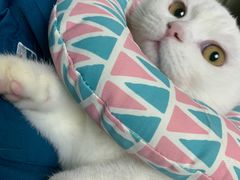 -安安宠医·安宠宠物医院