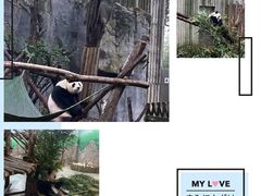 -成都大熊猫繁育研究基地