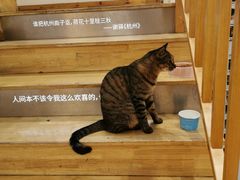 -猫的天空之城概念书店(杭州南宋御街店)