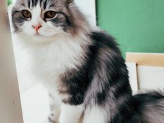 -飞行喵MR PILOT|猫舍·猫咖(静安大融城店)