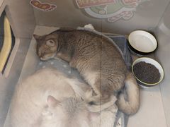 -唐小姐の私宠·宠物洗护美容·撸猫馆·购宠(周浦万达旗舰店)