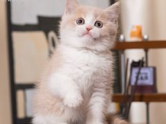 -小猫来了·猫舍(红山六九七九店)