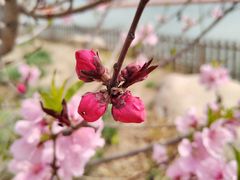 -天津东丽湖风景区