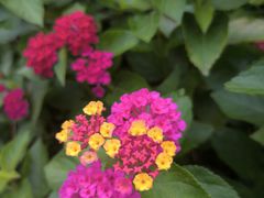 -洋湖国家湿地公园