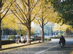 -三里屯东五街银杏大道
