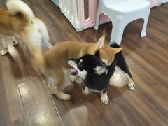 -柯斗斗主题餐厅·狗咖·围炉煮茶·茶饮(国瑞升平里店)