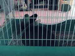-雨林宠物医院 非犬猫异宠专科