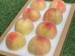 -老袁家蜜桃农场·阳山水蜜桃