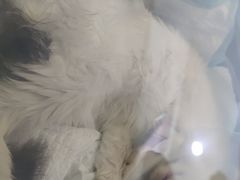 -佳怡动物医院·平价24小时·猫专科骨外科