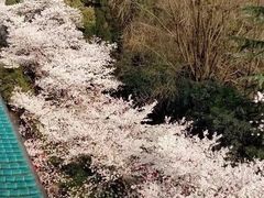 -武汉大学-樱园