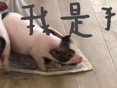 -浣熊柯尔鸭土拨鼠·电玩咖