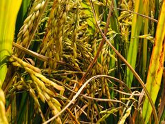 -毛泽东同志旧居