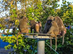 -西霞口神雕山野生动物世界
