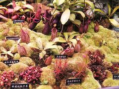 -中国科学院西双版纳热带植物园