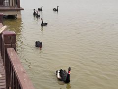 -南大港湿地风景区
