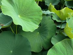 -莲花池公园
