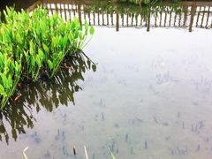 -五缘湾湿地公园
