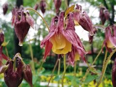 -黑龙江省森林植物园