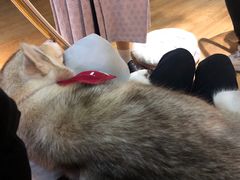 -Husky Go! 哈士奇体验馆·宠物咖啡厅狗咖