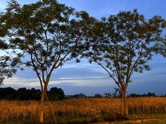 -桤木河湿地公园