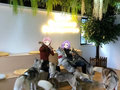 -Husky Go! 哈士奇体验馆·宠物咖啡厅狗咖