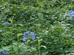 -上海都市菜园