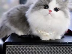 -欣宠猫屋·矮脚拿破仑·蓝金金渐层