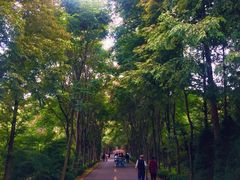 -日照海滨国家森林公园