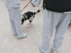 -四月宠物医院·猫专科·心脏专科·内科(转塘店)