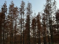 -白鹭湾湿地公园