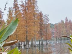 -白鹭湾湿地公园