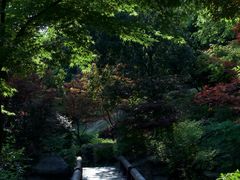 -桃花岭景区