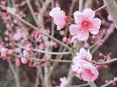 -上海滨江森林公园