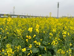 -光明小镇欢乐田园