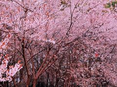 -上海滨江森林公园
