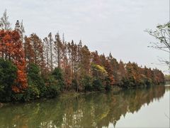 -上海海湾国家森林公园