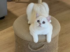 -猫腻·猫咖·撸猫馆(星光大道店)
