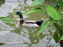 -海珠湖公园