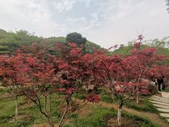 -广州市帽峰山景区