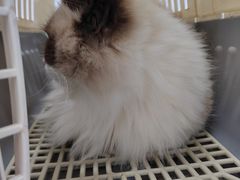 -博特宠物医院24h犬猫全科.骨科·异宠