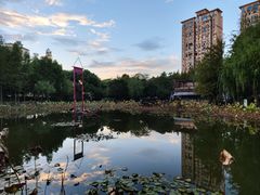 -陈家山荷花公园