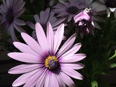 iphone_upload_pic-燕庭·纯燕窝·甜品下午茶(南京西路店)